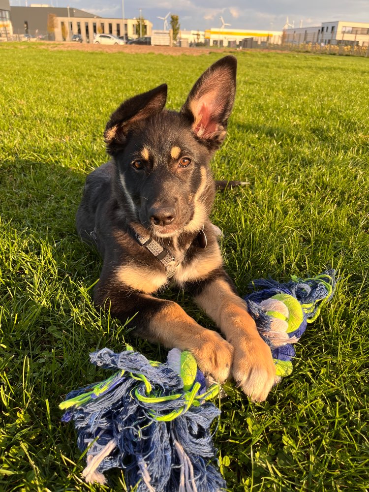 Hundetreffen-Spielepartner gesucht-Profilbild