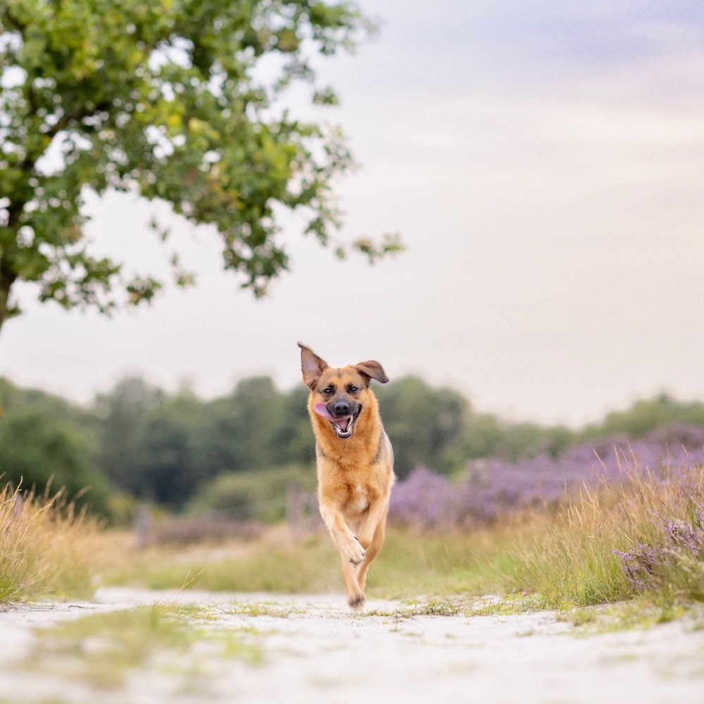 Hundetreffen-Abendspaziergang (mit oder ohne Training)-Profilbild
