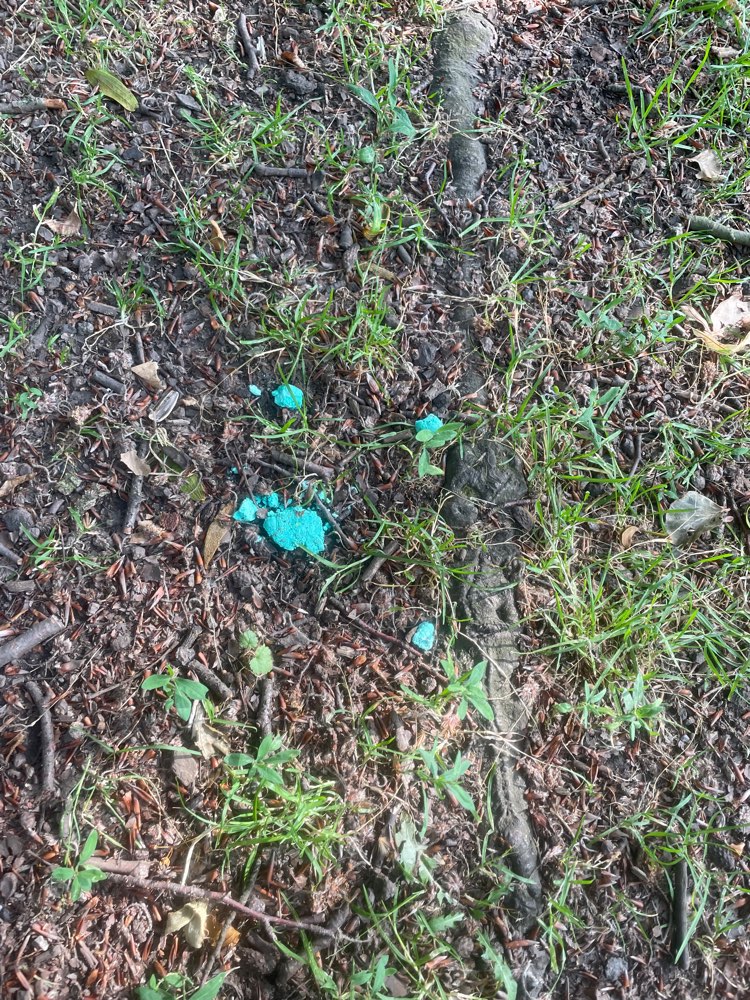 Giftköder-Rattengift-Profilbild