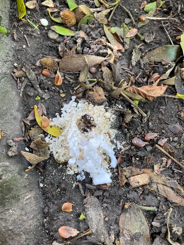 Giftköder-Kristallähnliches weißes Pulver entdeckt-Profilbild