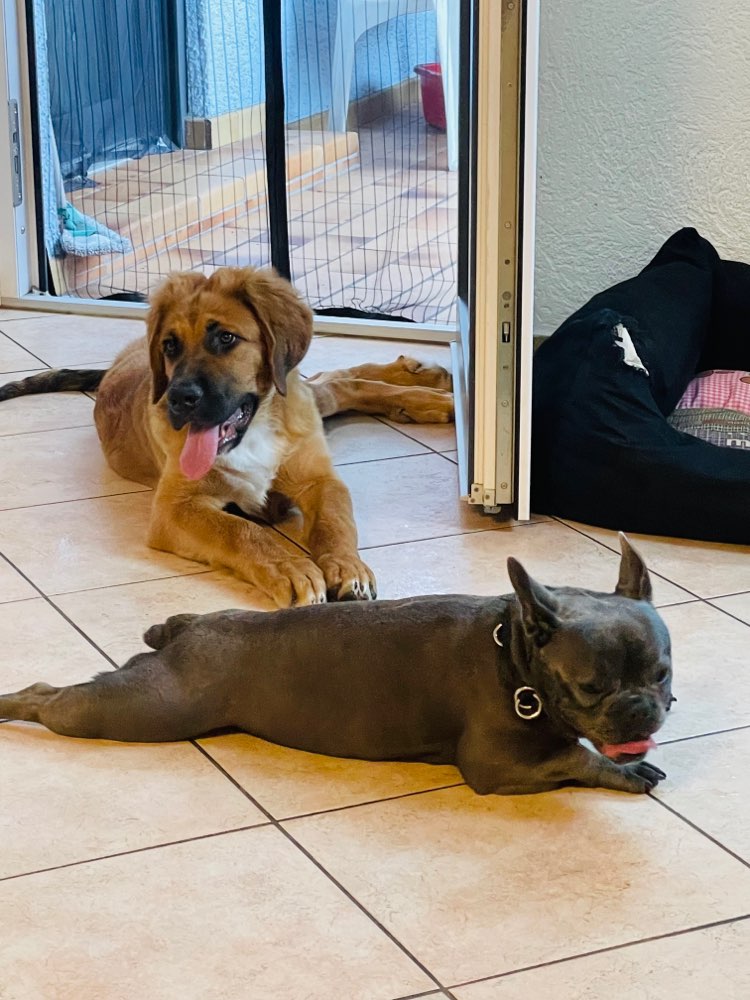 Hundetreffen-Spaziergang und Kennenlernen-Profilbild