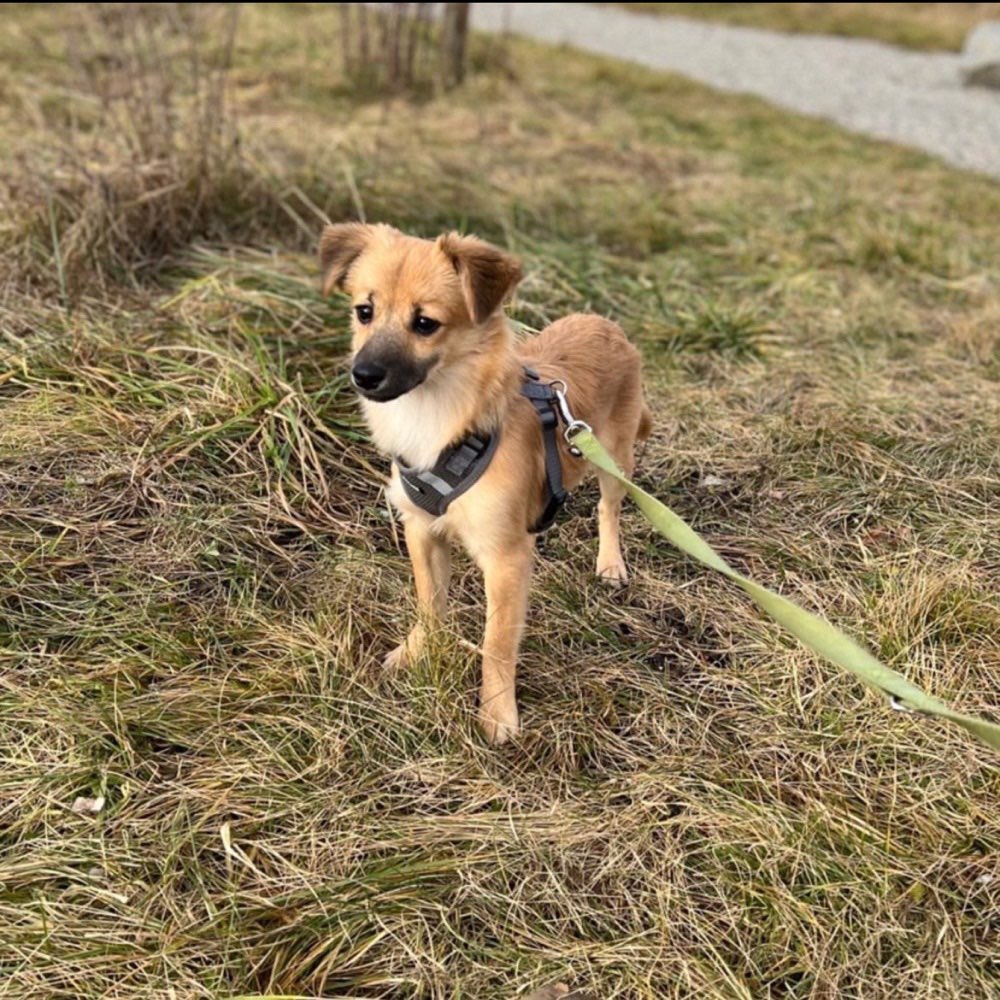 Hundetreffen-Kleiner Junghund sucht Spielfreund-Profilbild