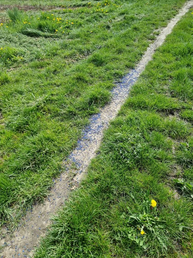 Giftköder-Blaukorn-Profilbild