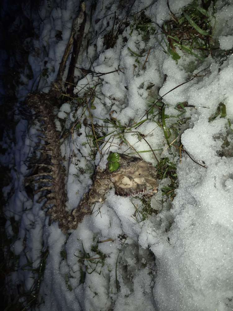 Giftköder-Überreste totes Tier-Profilbild