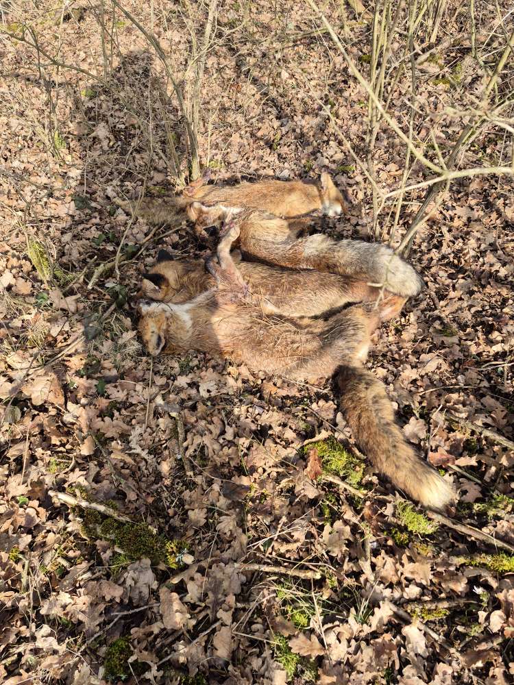 Giftköder-4 Tote Füchse-Profilbild