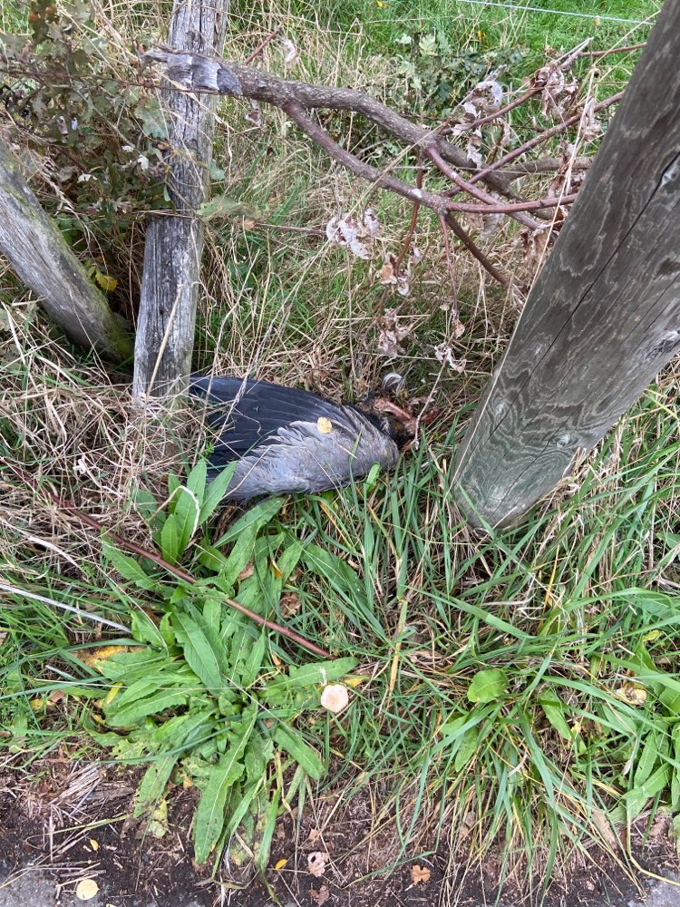 Giftköder-Tierkadaver-Profilbild