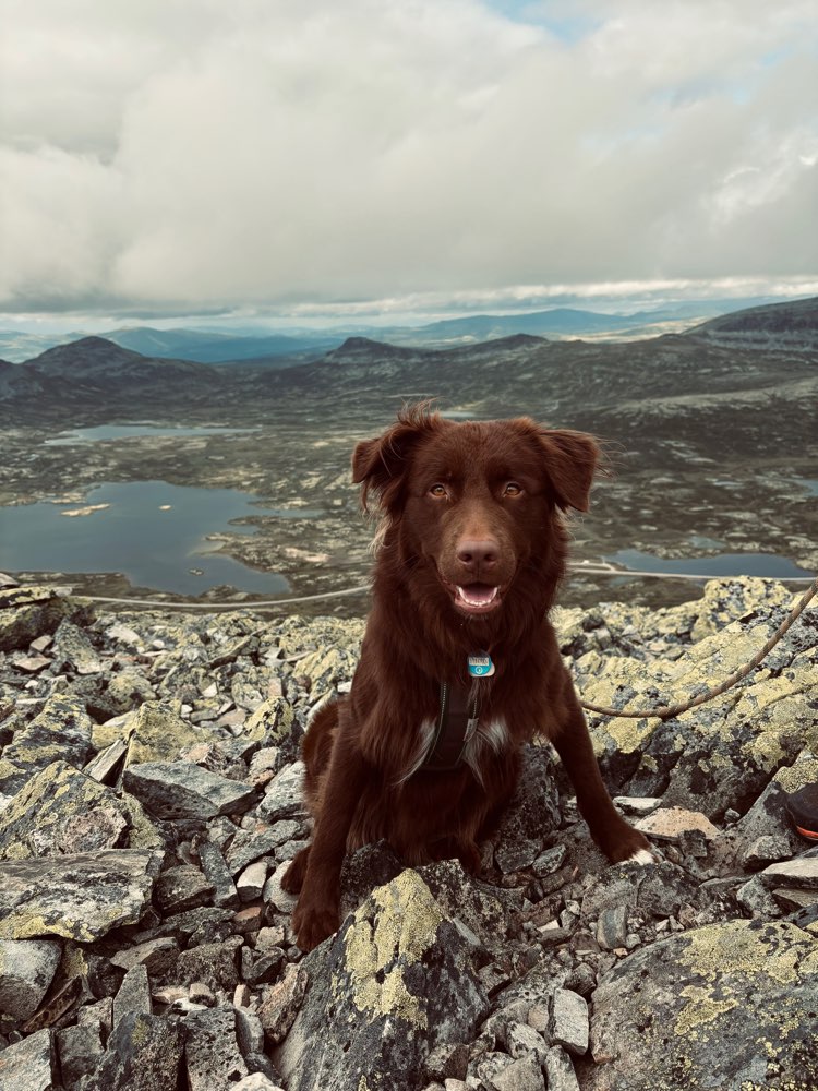 Hundetreffen-Hundebegegnungen/ Social Walk-Profilbild