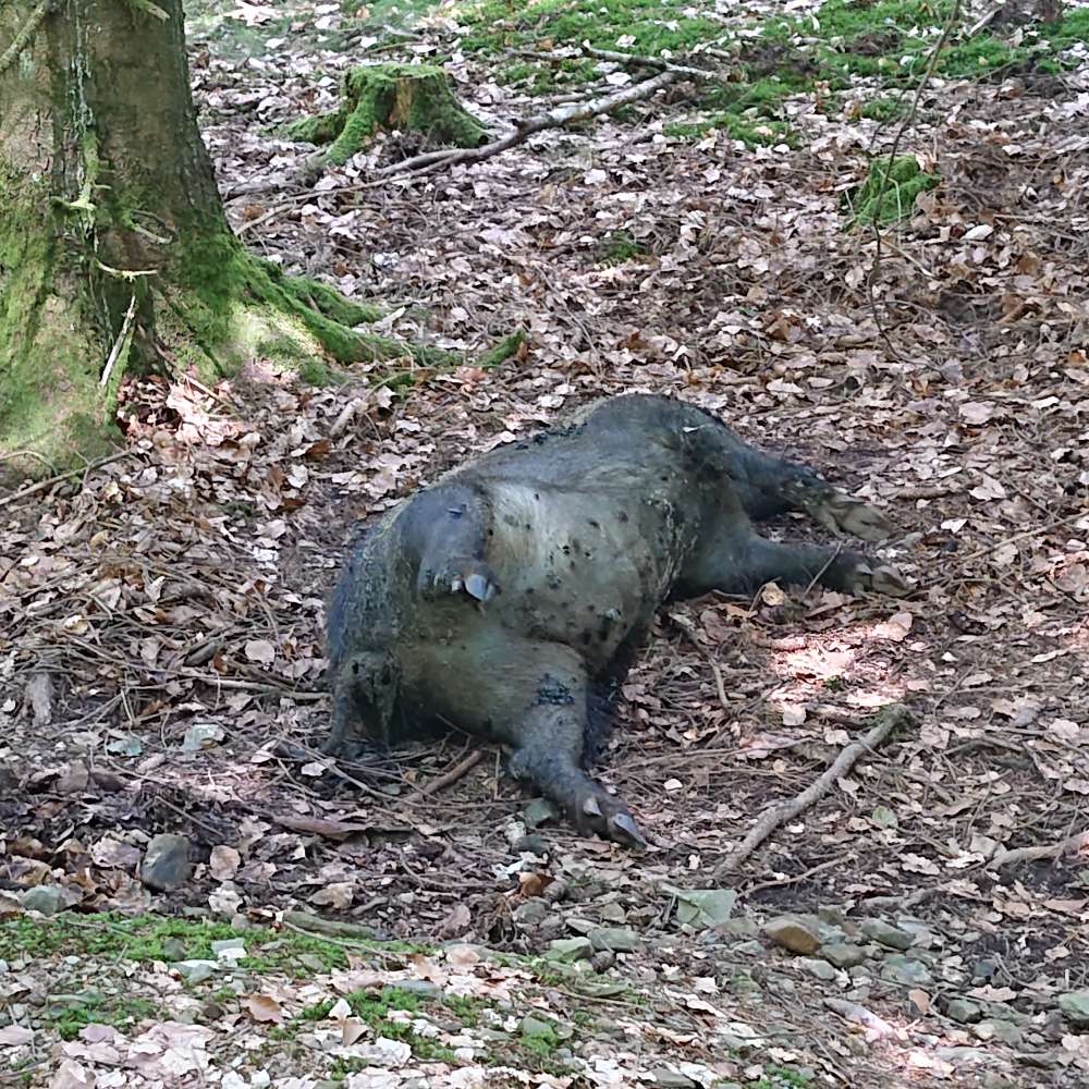 Giftköder-Wildschweinkadaver-Profilbild