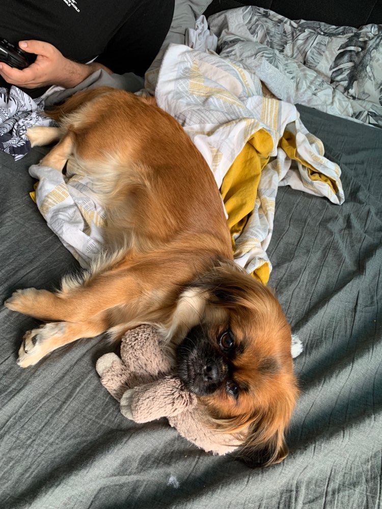 Hundetreffen-Spielrunde für Nica-Profilbild