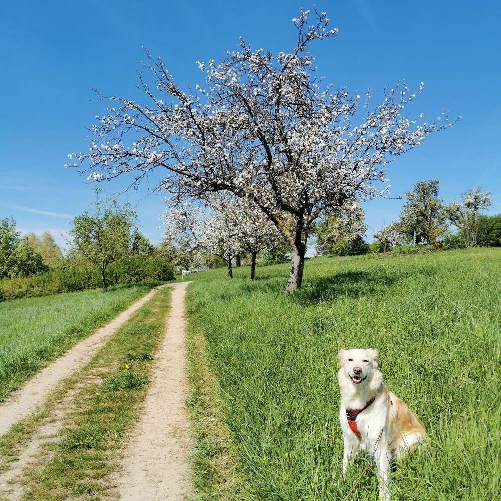 Hundetreffen-Begegnungstraining/Social Walk-Profilbild