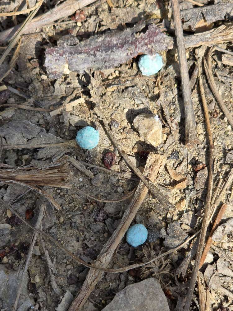 Giftköder-Dünger oder ähnlich - Bachstraße-Profilbild