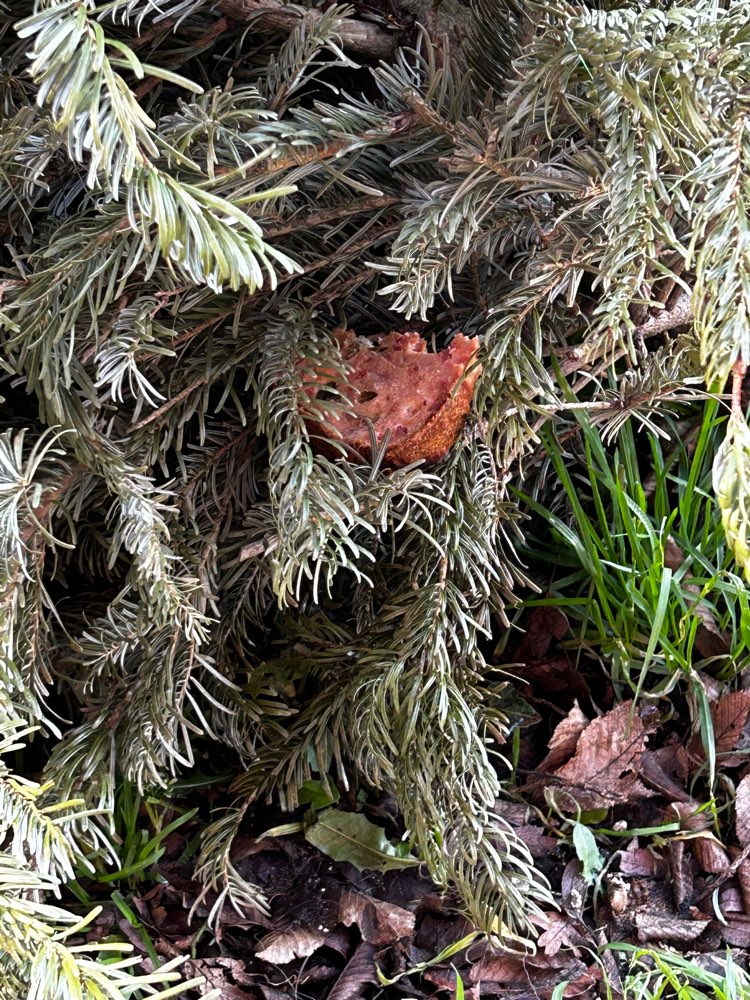 Giftköder-Leberkäse in Tannenbaum versteckt-Profilbild