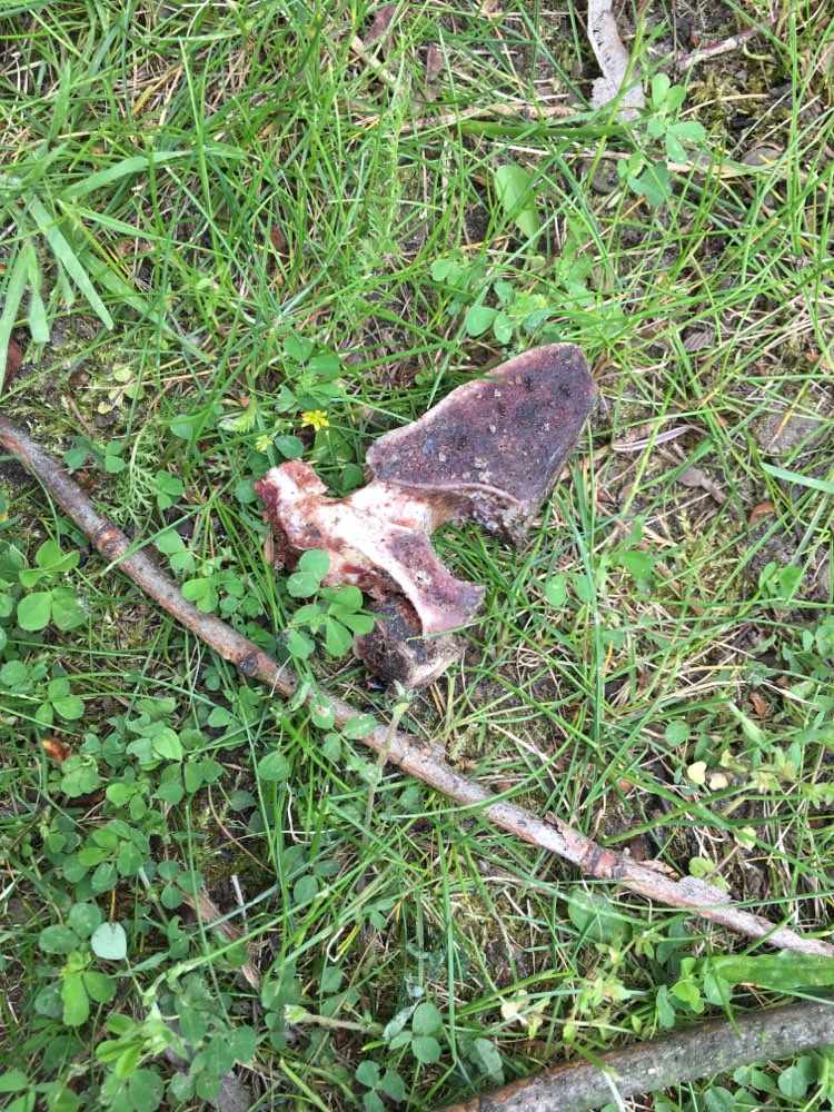 Giftköder-Evtl. Giftköder-Profilbild