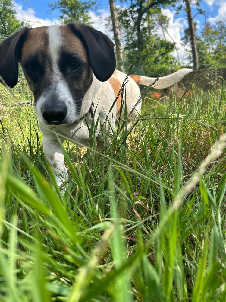 Hundetreffen-Hundefreund zum spazieren und spielen-Profilbild