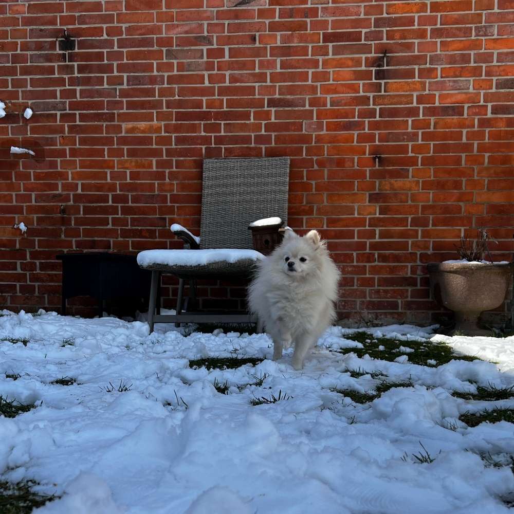 Hundetreffen-Spielrunde-Profilbild