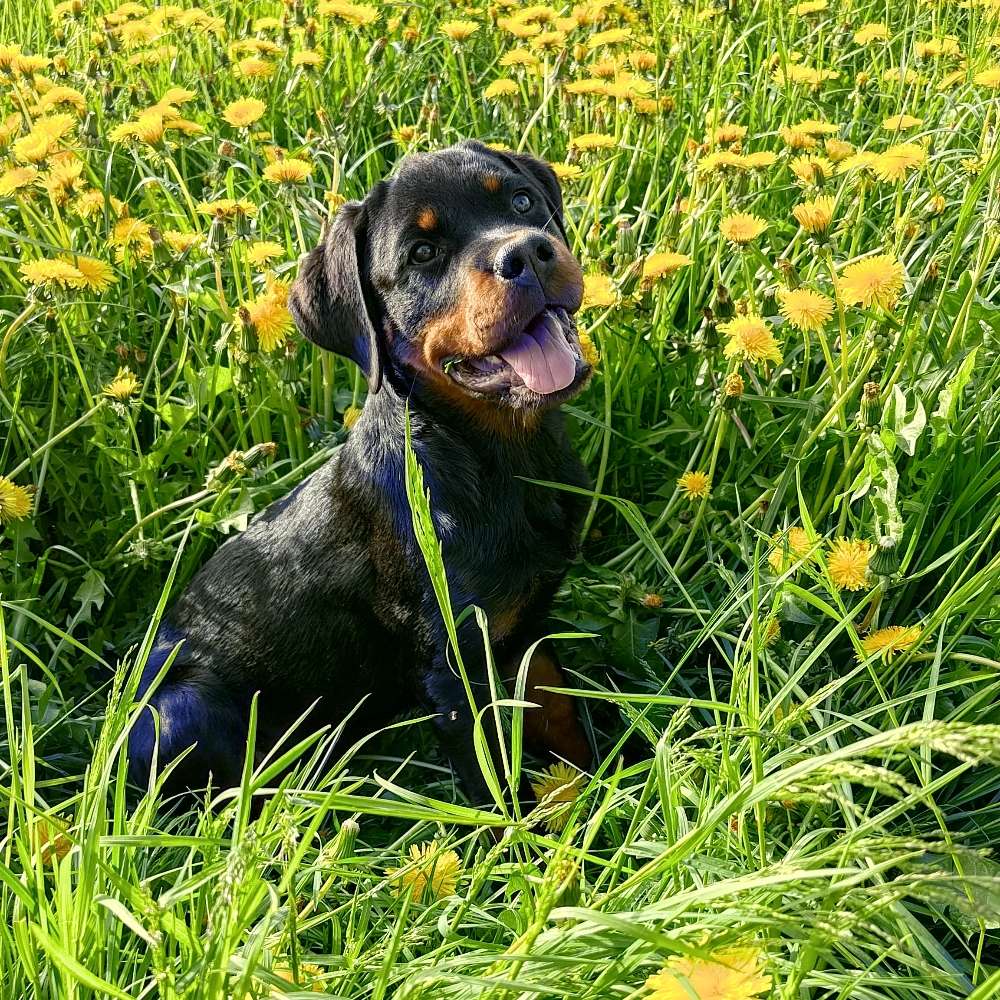 Hundetreffen-Spielen und Spazieren-Profilbild