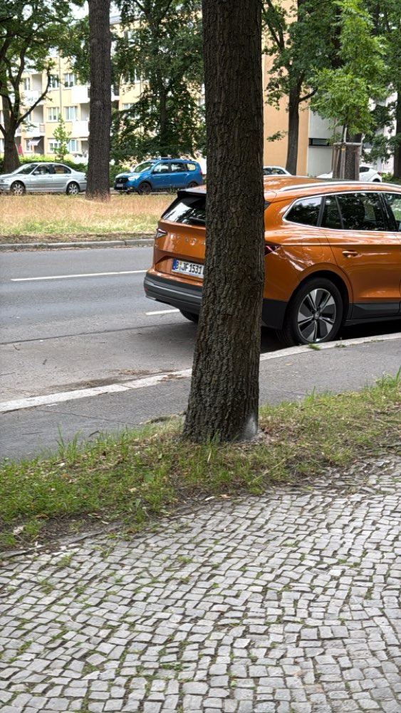 Giftköder-Eichenprozessionspinner-Profilbild