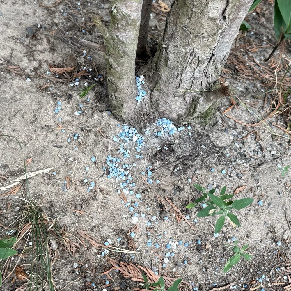Giftköder-Blaukorn direkt am Gehweg-Profilbild