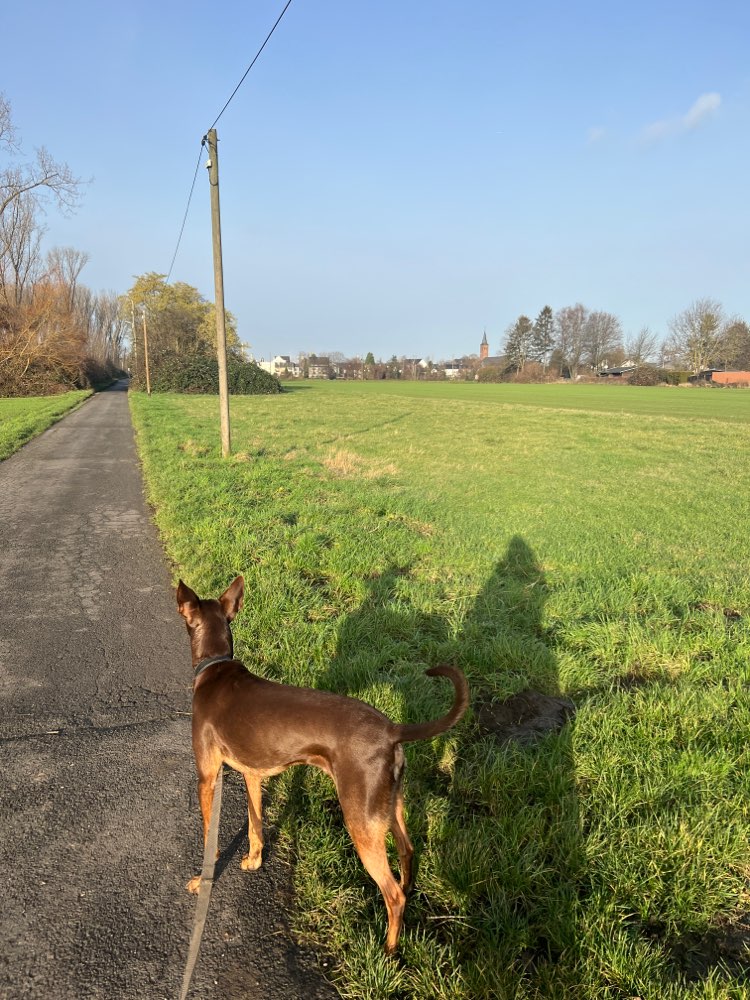 Hundetreffen-Spielpartner/in gesucht-Profilbild