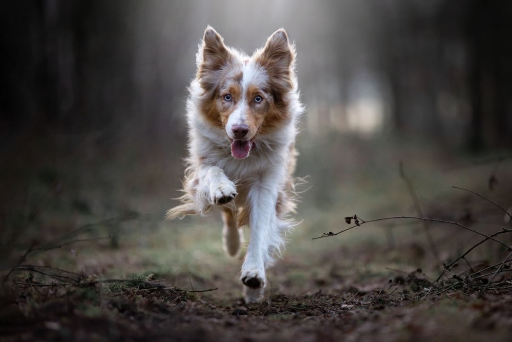 Hundetreffen-Gemeinsames Gassigehen-Profilbild