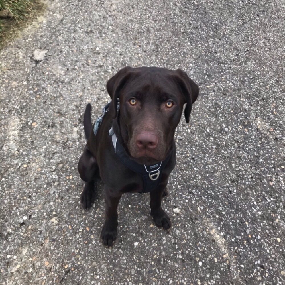 Hundetreffen-Gassi-und Spielrunde-Profilbild