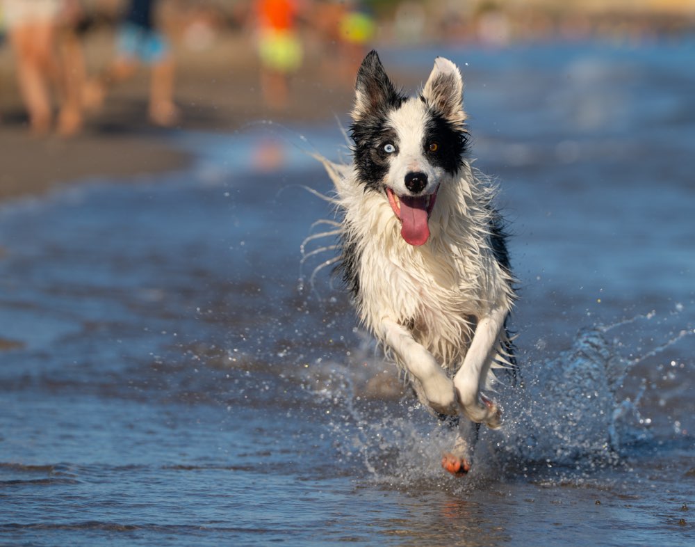 Hundetreffen-Fotoshooting in der Natur-Profilbild