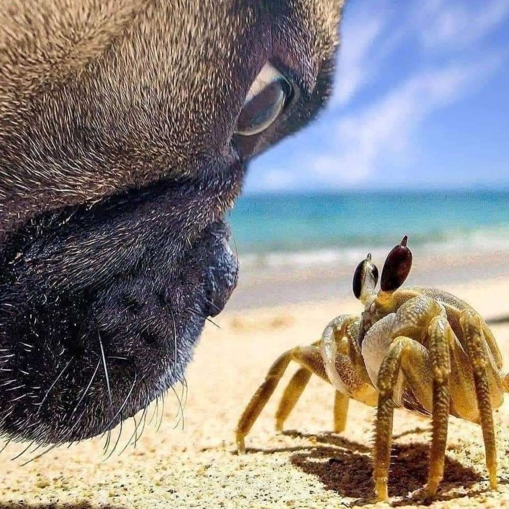 Hundetreffen-Spielfreude gesucht!-Profilbild