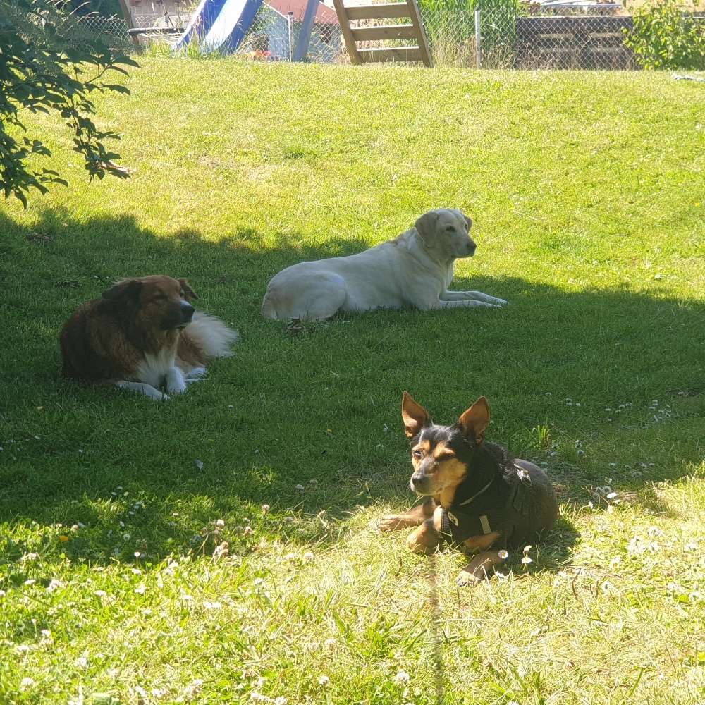 Hundetreffen-Auf der Suche nach Hundefreunden-Profilbild