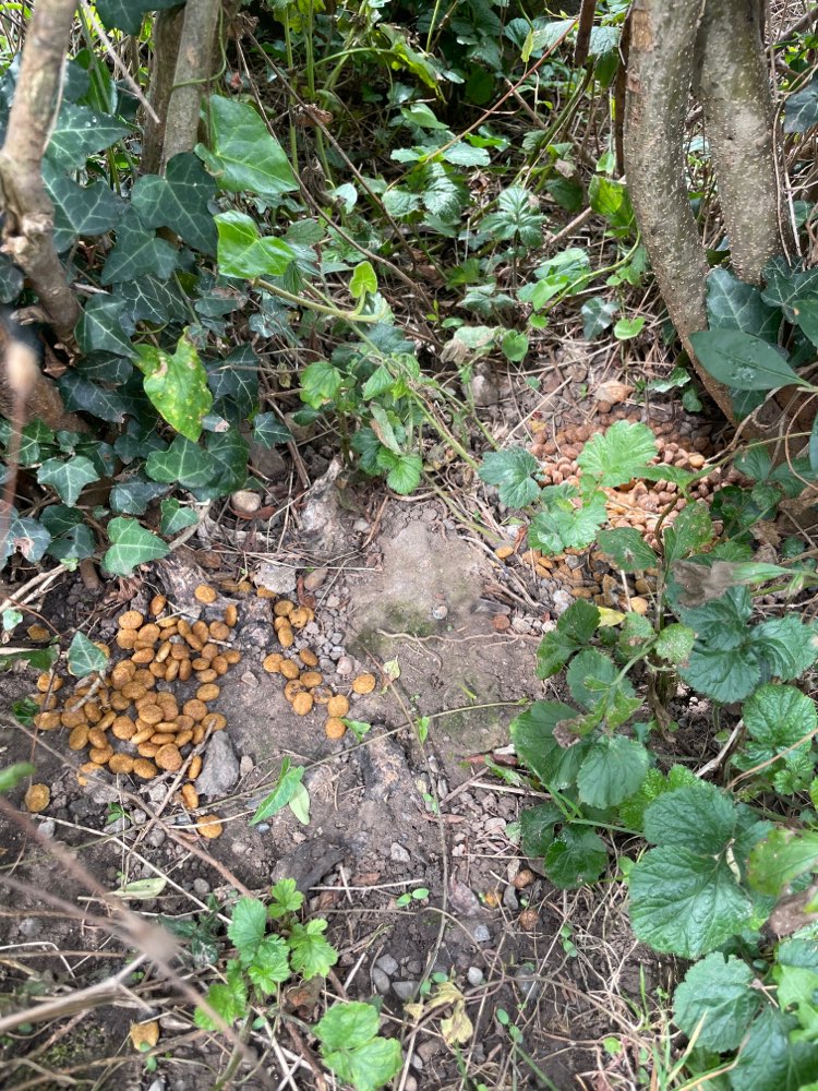 Giftköder-Möglicher Giftköder-Profilbild