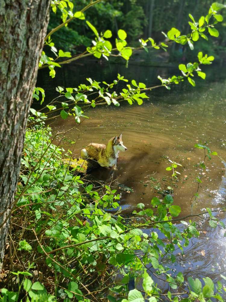 Hundetreffen-Freunde gesucht-Profilbild