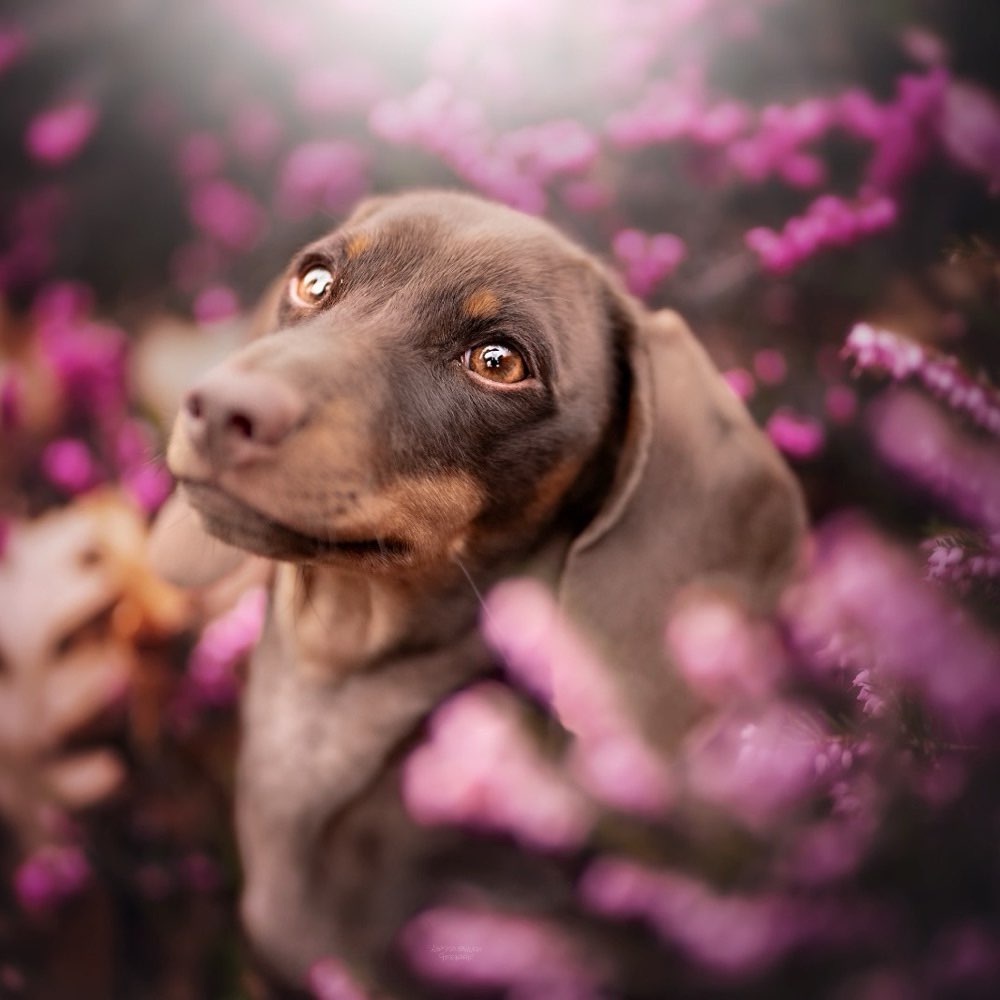 Hundetreffen-Janó will spielen 🐾-Profilbild