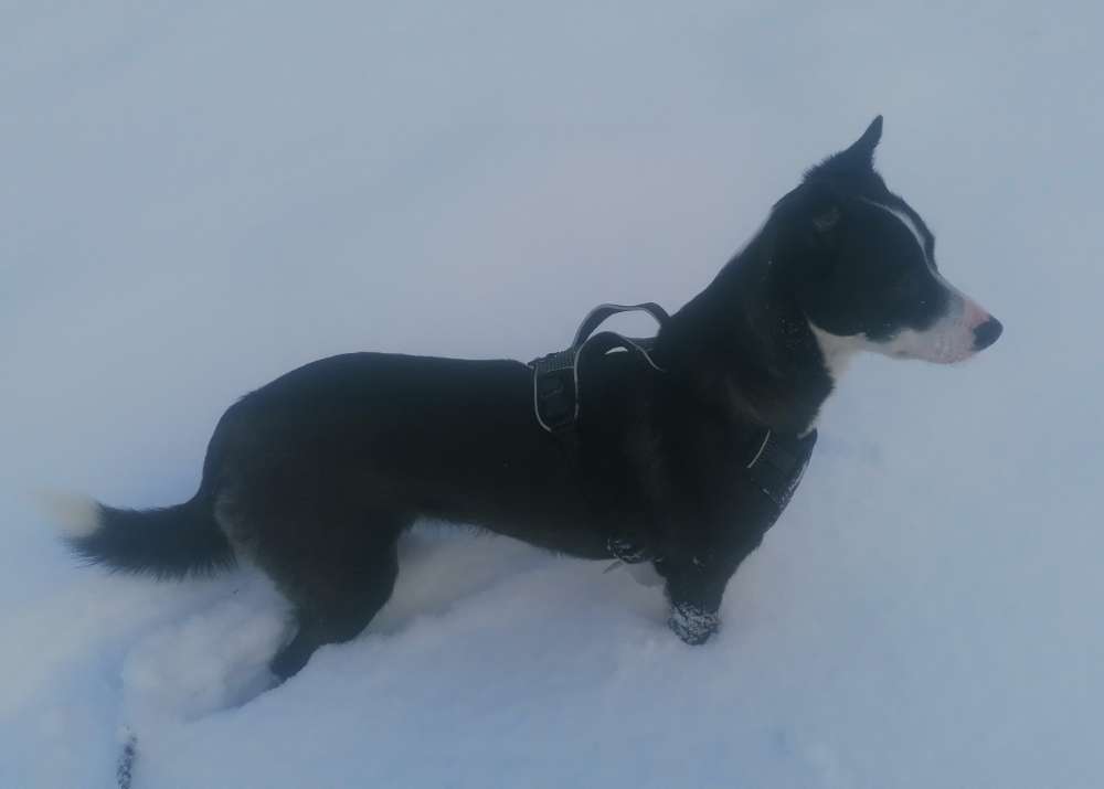 Hundetreffen-Social Walks und Trainingsbegegnungen-Profilbild