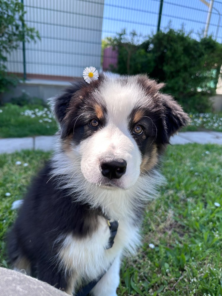 Hundetreffen-Trainingspartner für Belial-Profilbild
