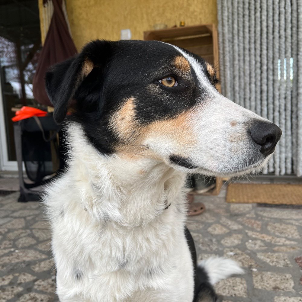 Hundetreffen-Spielpartner und Gassi-Stunde-Profilbild