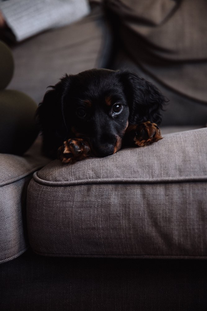 Hundetreffen-Welpentreff/spielrunde mit Teddy in Düsseltal/Pempelfort-Profilbild