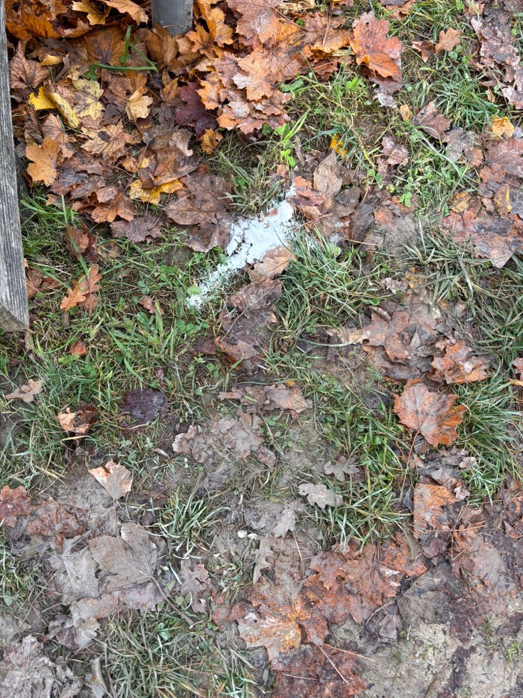 Giftköder-Undefinierbares weißes Pulver (Gift?!)-Profilbild