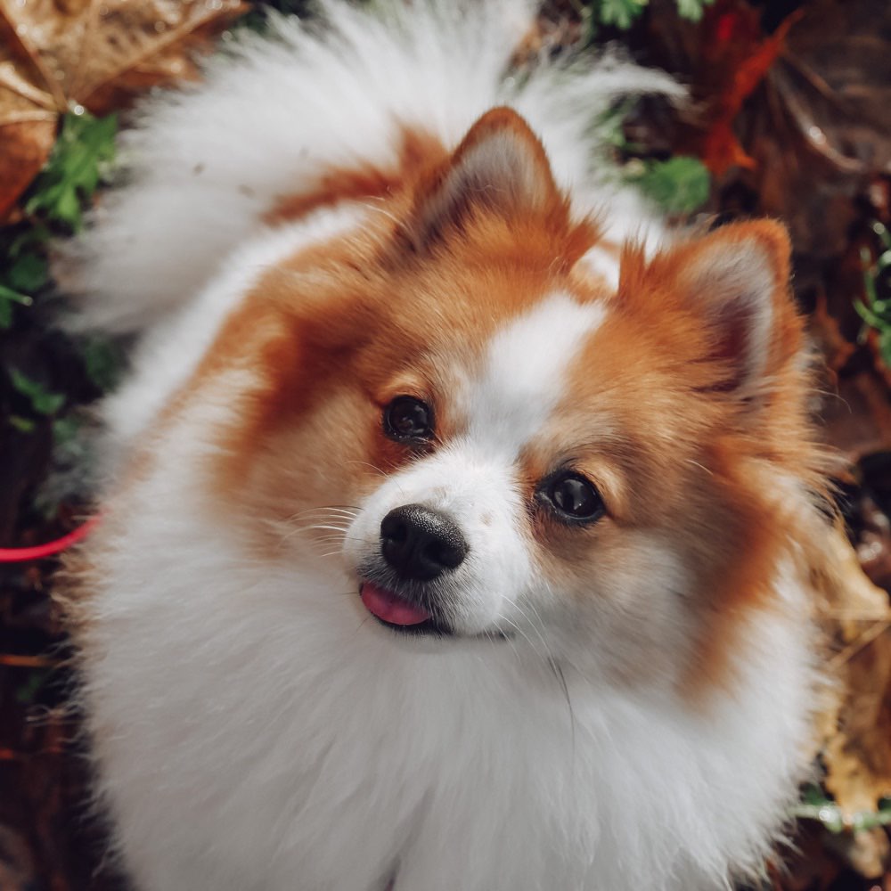 Hundetreffen-Spieltreffen-Profilbild