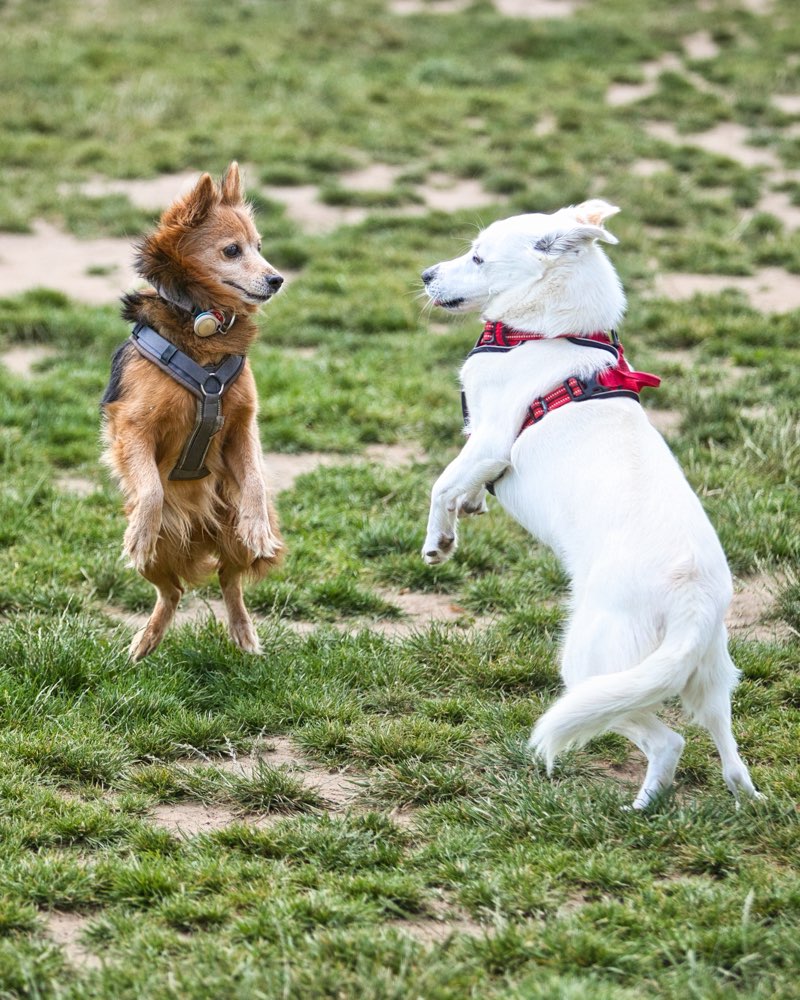 Hundetreffen-Hundetreffen-Profilbild
