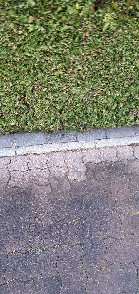 Giftköder-Tabletten auf Gehweg und In der Hecke-Profilbild