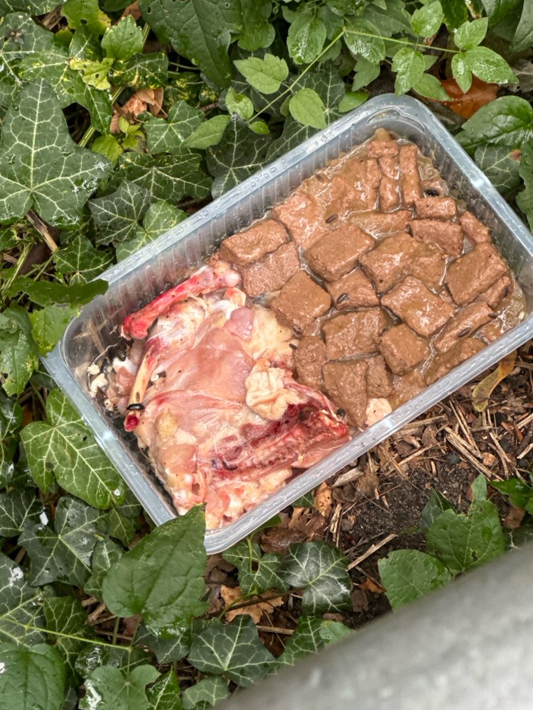 Giftköder-Fleisch undefinierbar-Profilbild