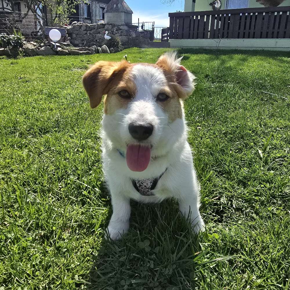 Hundetreffen-Spielen, spazieren, neue Bekanntschaften-Profilbild