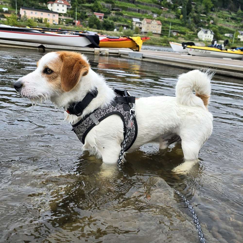 Hundetreffen-Spielen, spazieren, neue Bekanntschaften-Profilbild