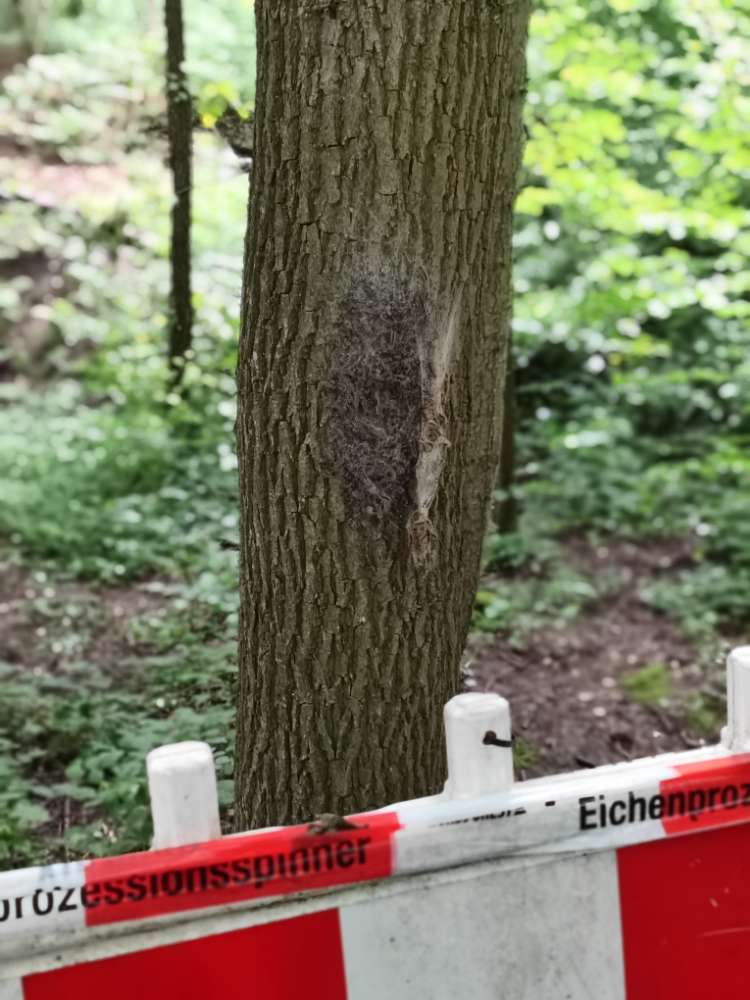 Giftköder-Eichenprozessionsspinner Wülfrath-Profilbild