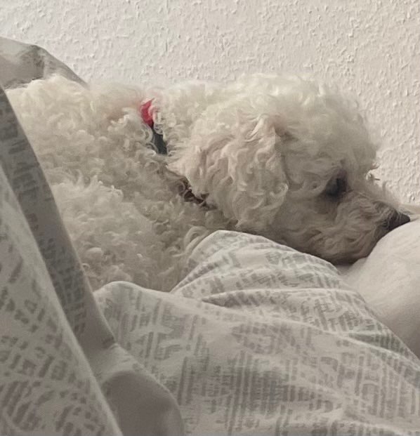 Hundetreffen-Spieltreff für kleine Fellnasen in Gievenbeck-Profilbild