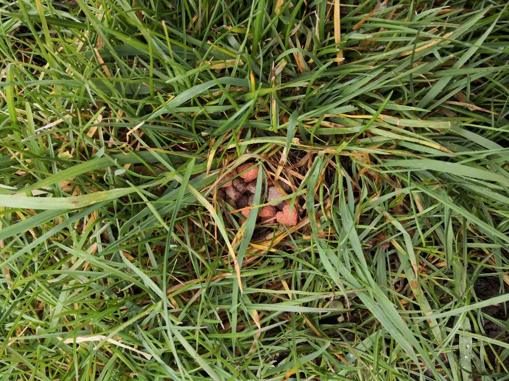 Giftköder-evtl. Giftköder-Profilbild