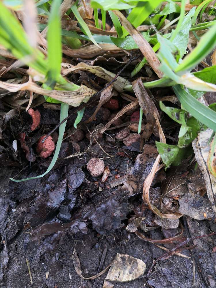 Giftköder-Weiterhin verstecktes Katzenfutter-Profilbild