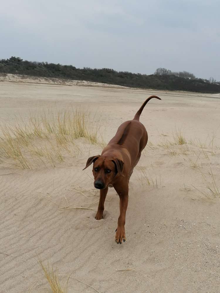 Hundetreffen-Trainings-/Spaßspaziergang, Gassirunde-Profilbild