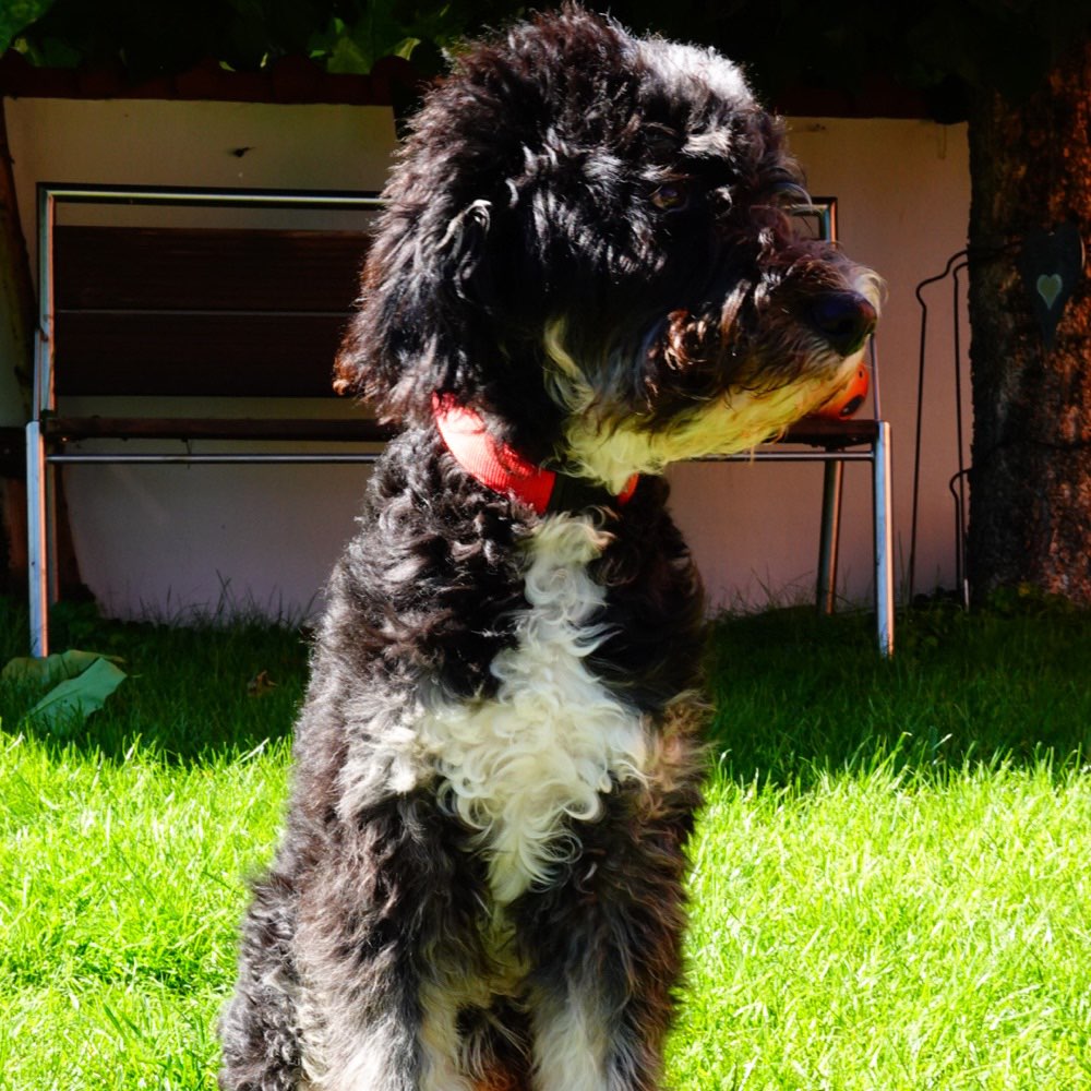 Hundetreffen-Freund zum Spielen gesucht-Profilbild