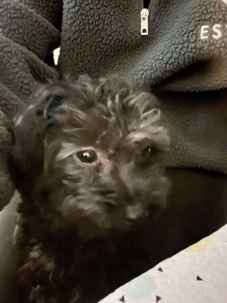 Hundetreffen-Gemeinsames Gassi-Gehen in Haimhausen-Profilbild