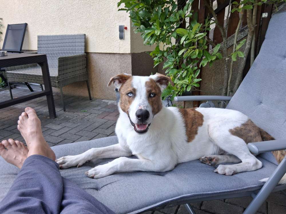 Hundetreffen-Den Hund Hund sein lassen-Profilbild